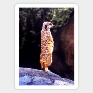 What's Up Meerkat? Sticker